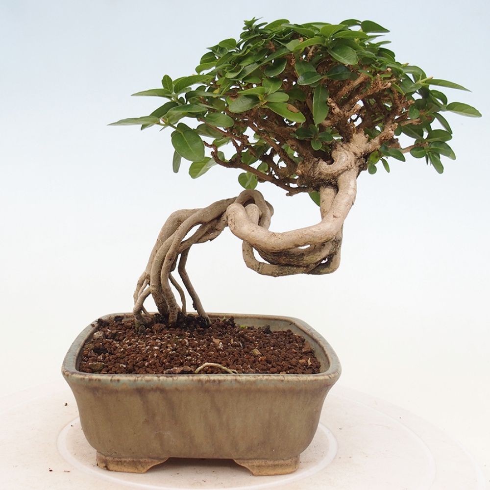 Zimmerbonsai - Premna serratifolia - Kozlovon kleinblättrig
