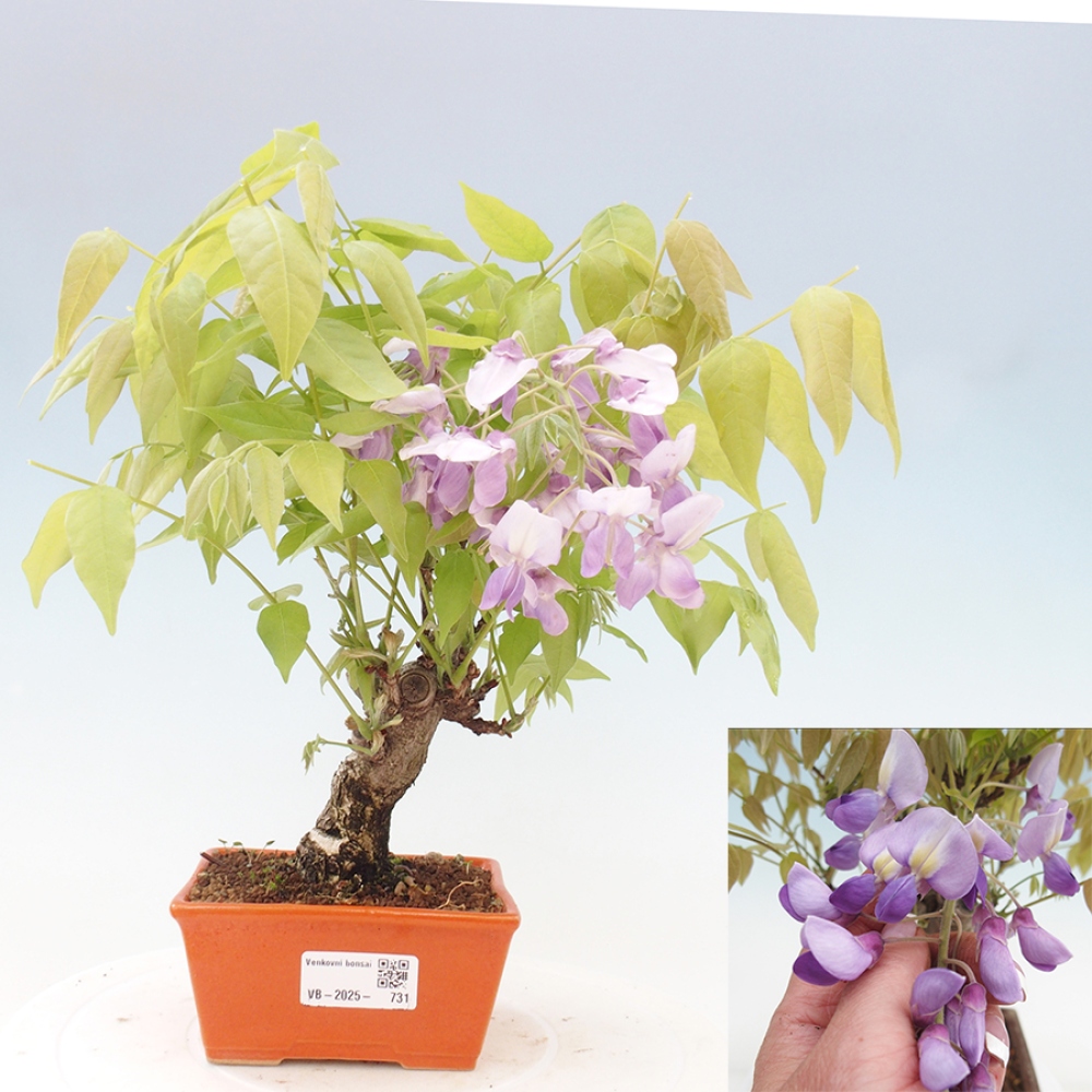 Bonsai im Freien - Wisteria floribunda - Wisteria floribunda