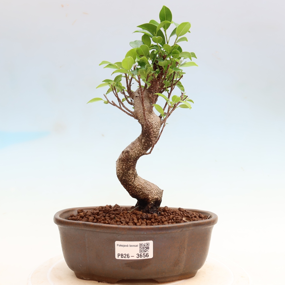 Zimmerbonsai - Ficus kimmen - Kleinblättriger Ficus