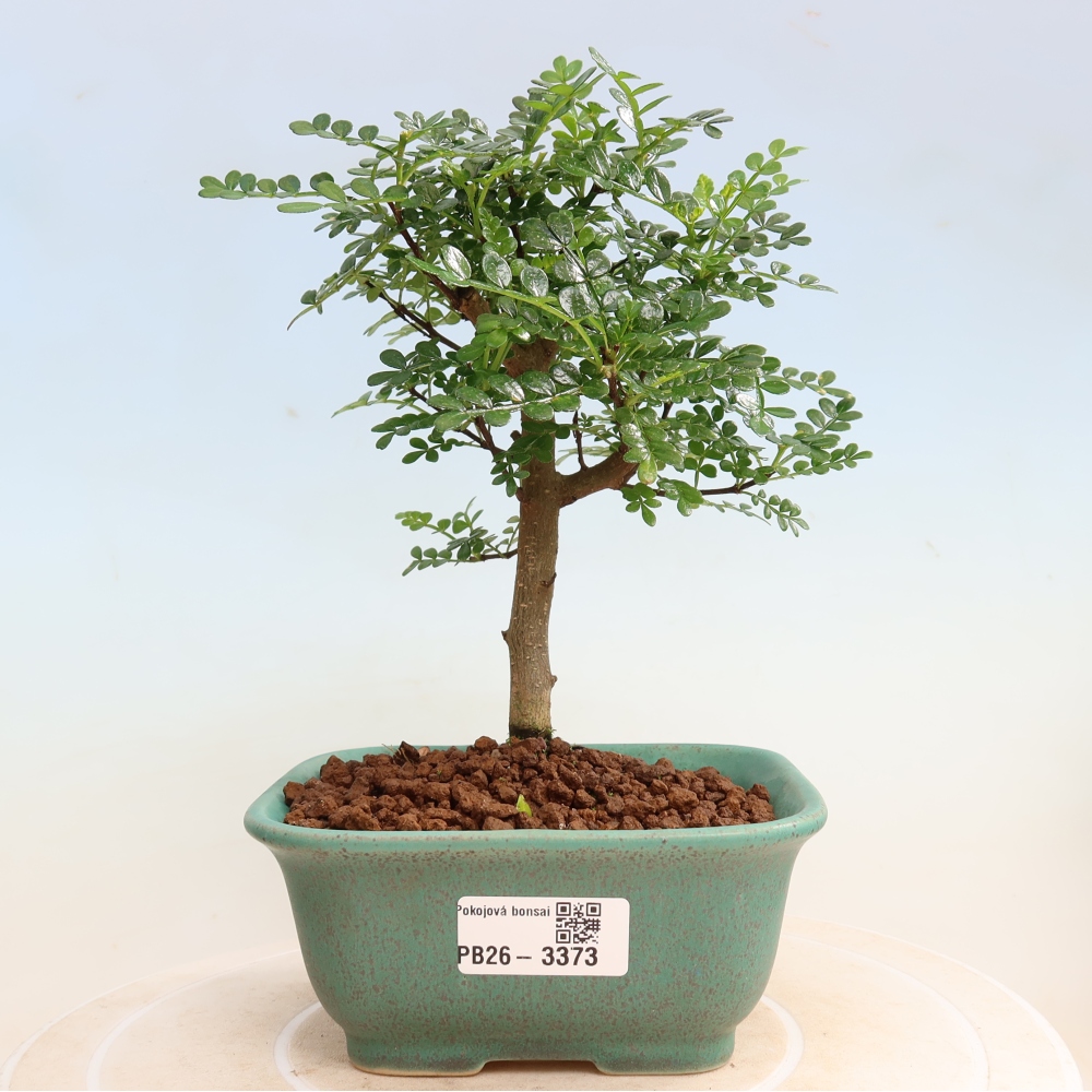 Zimmer Bonsai - Zantoxylum piperitum - Pfefferbaum