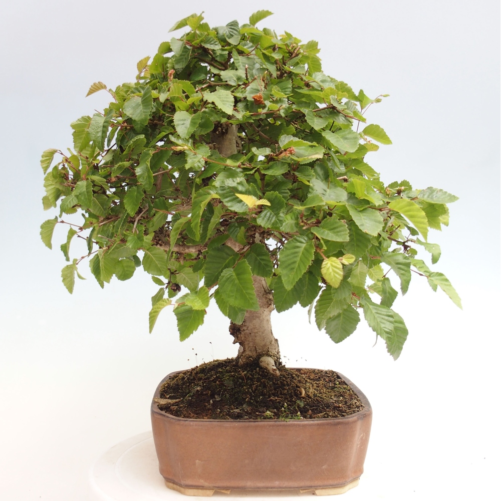 Bonsai im Freien -Carpinus CARPINOIDES - Koreanische Hainbuche