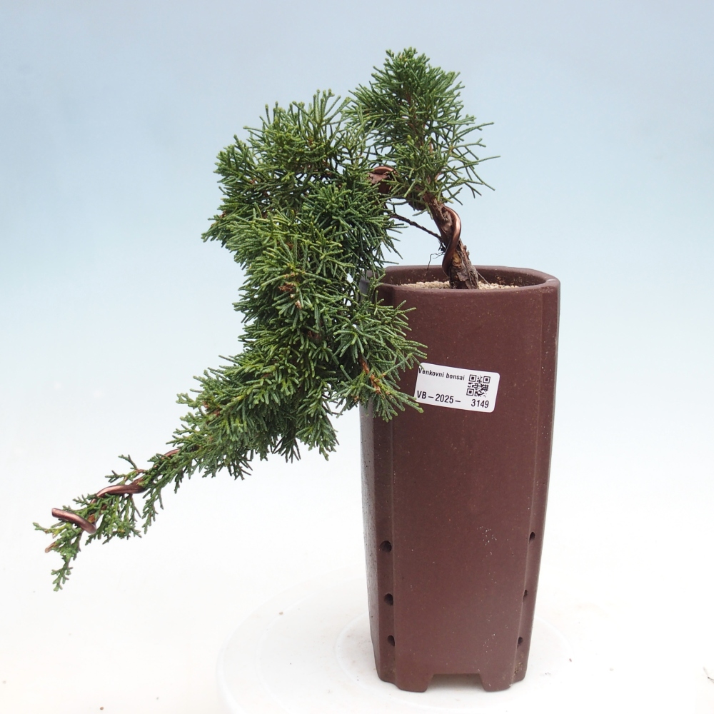 Bonsai im Freien - Juniperus chinensis Kishu - Chinesischer Wacholder