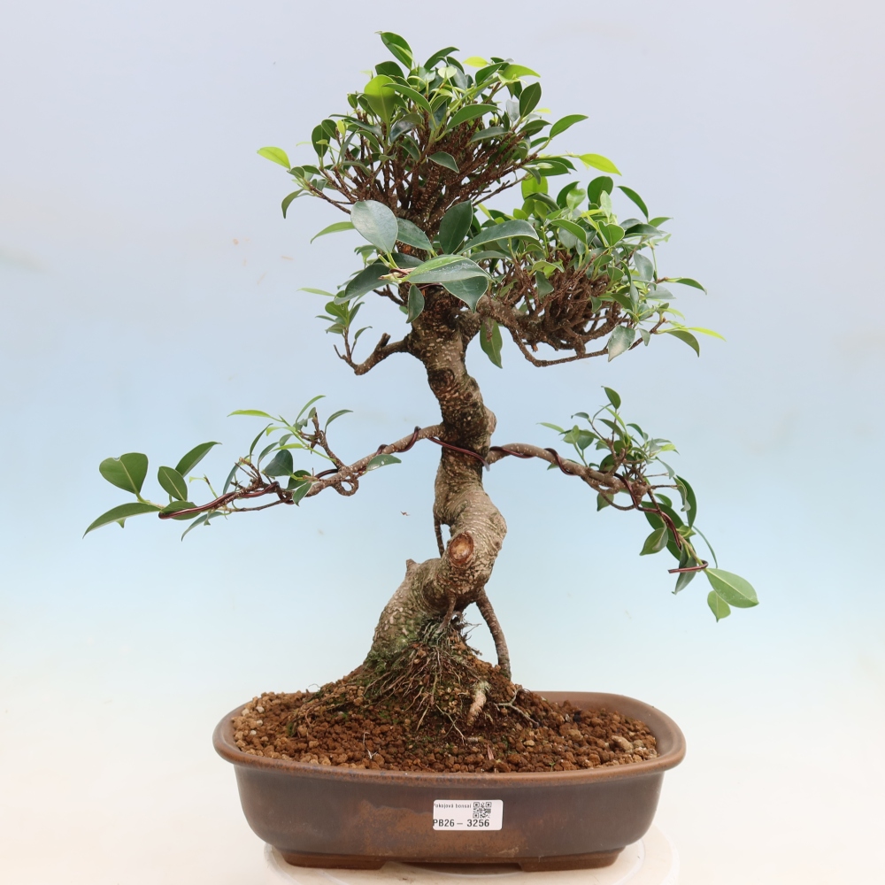 Zimmerbonsai - Ficus kimmen - Kleinblättriger Ficus