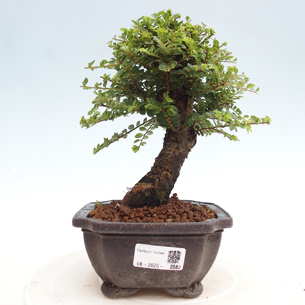 Bonsai im Freien - Ulmus parvifolia Hokkaido - Chinesische Ulme