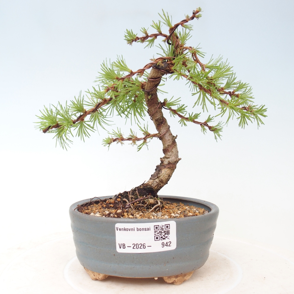 Bonsai für draußen - Larix Kaempferi - Japanische Lärche