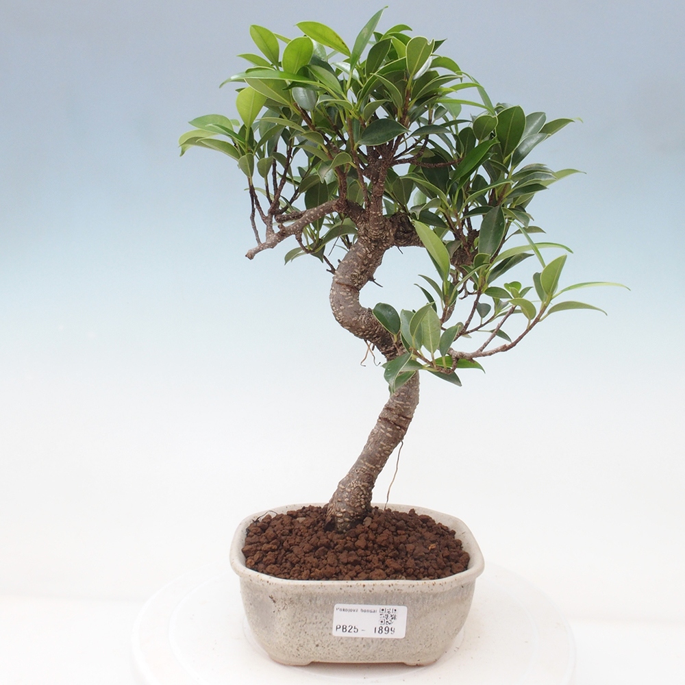 Indoor-Bonsai - Ficus retusa - kleiner Ficus