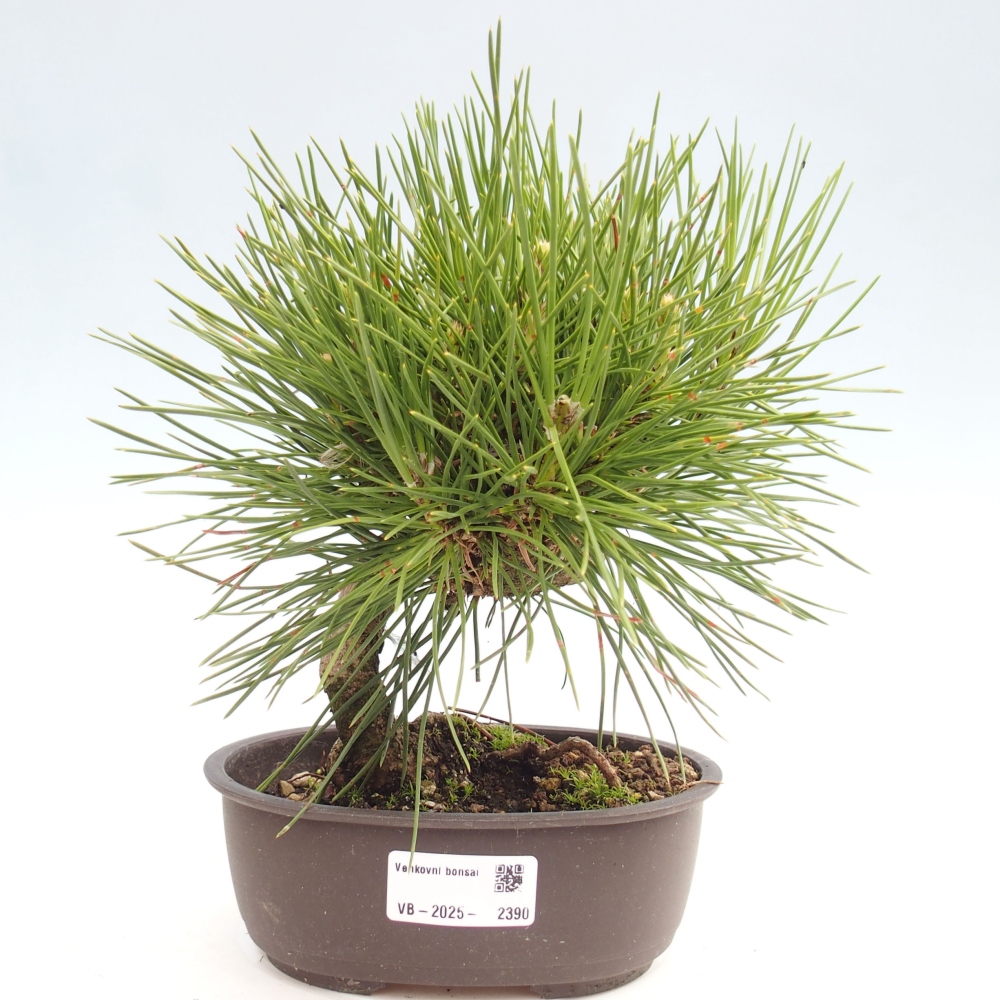 Bonsai im Freien - Pinus thunbergii - Thunbergia-Kiefer