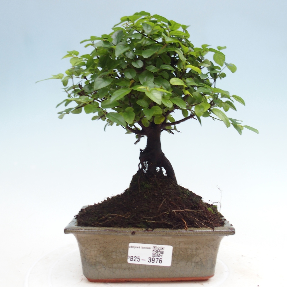Zimmer Bonsai - Sageretia thea - Sageretia thea