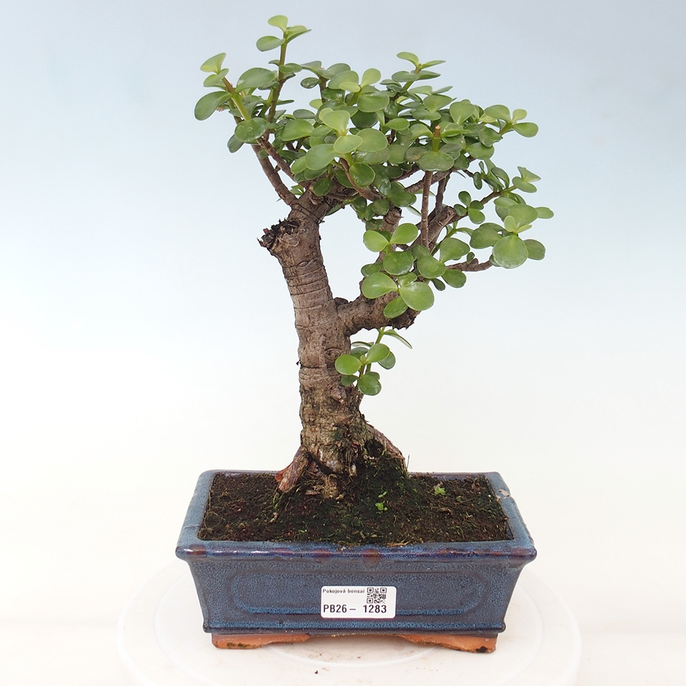 Zimmer Bonsai - Portulakaria Afra - Tlustice
