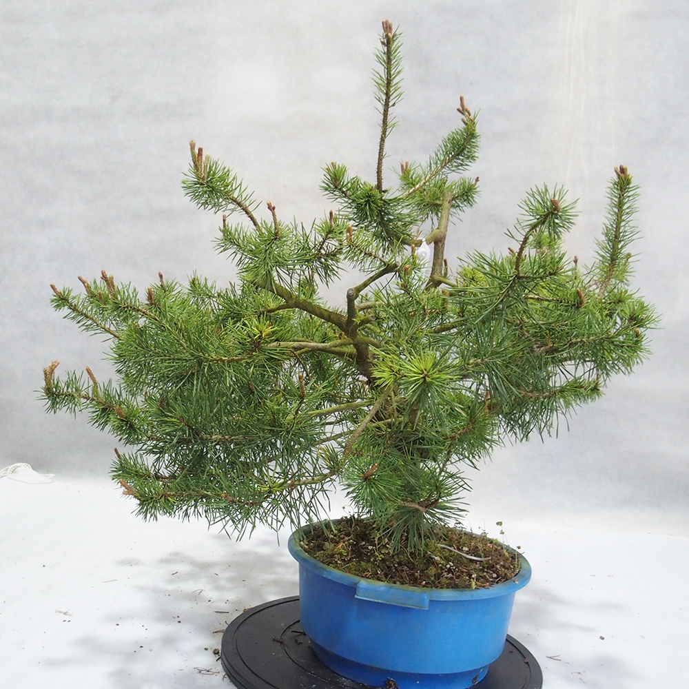Yamadori - Pinus sylvestris 