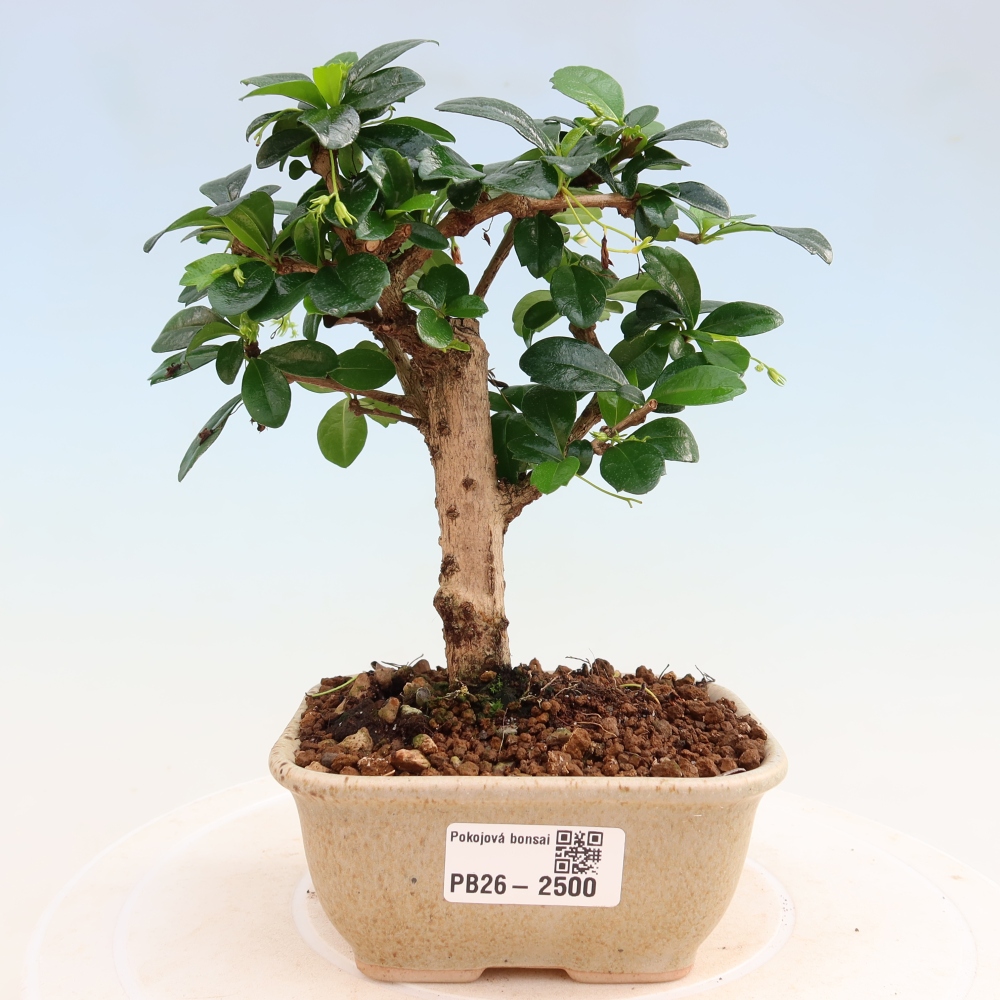 Zimmer-Bonsai - Carmona macrophylla - Tee-Fuki