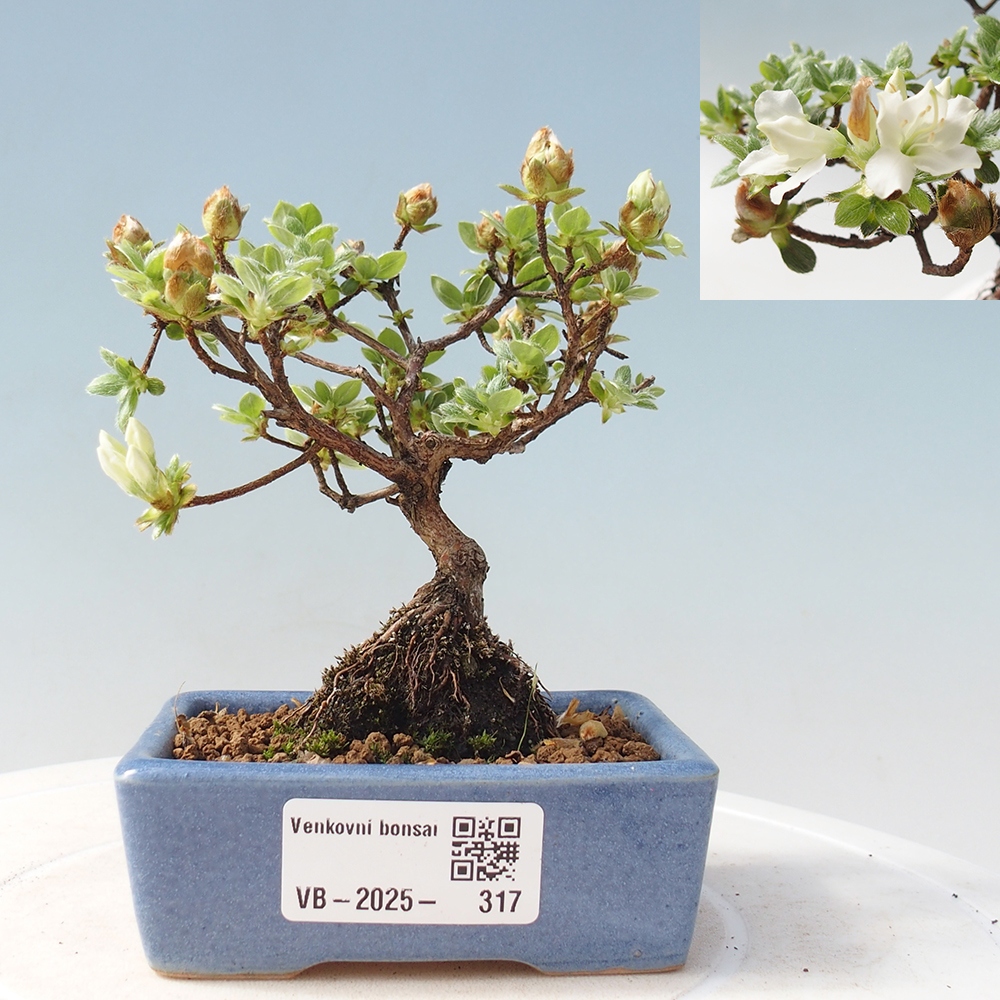 Outdoor-Bonsai - Rododendron indicum - Japanische Azalee