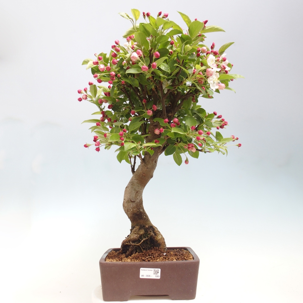 Outdoor-Bonsai -Malus halliana - Kleinfrüchtiger Apfelbaum