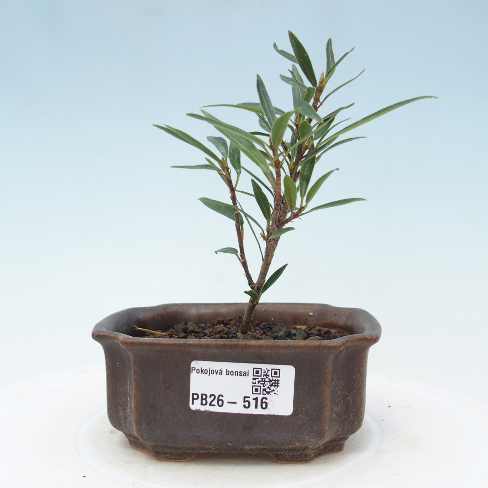 Zimmerbonsai - Ficus nerifolia - Kleinblättriger Ficus