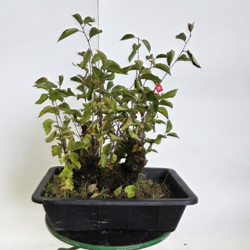 Freiland Bonsai Kirsche - Prunus aviata - e-bonsai.de