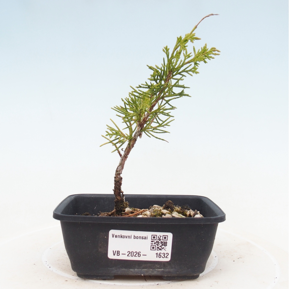 Bonsai für draußen - Juniperus chinensis Itoigawa