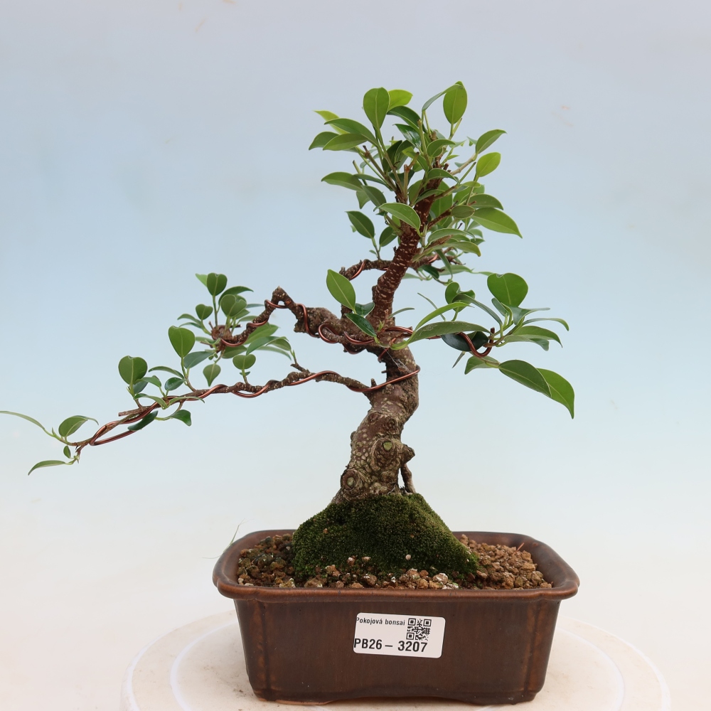 Zimmerbonsai - Ficus kimmen - Kleinblättriger Ficus