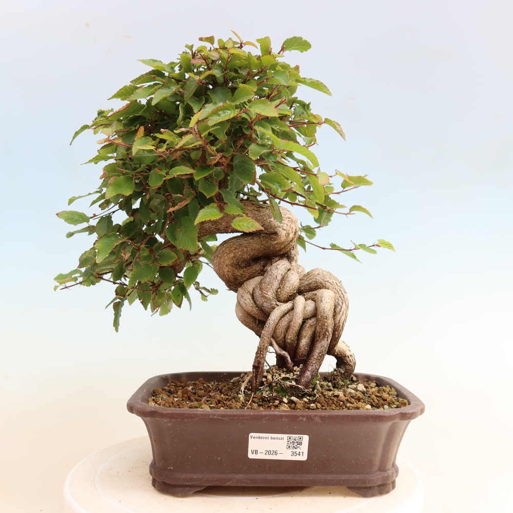 Bonsai für draußen -Carpinus CARPINOIDES - Koreanische Hainbuche