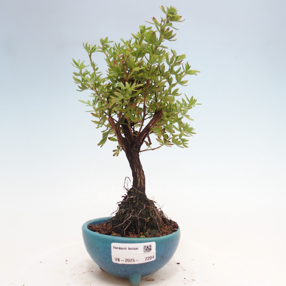 Outdoor-Bonsai-Fingerkraut - Potentila fruticosa gelber Vogel