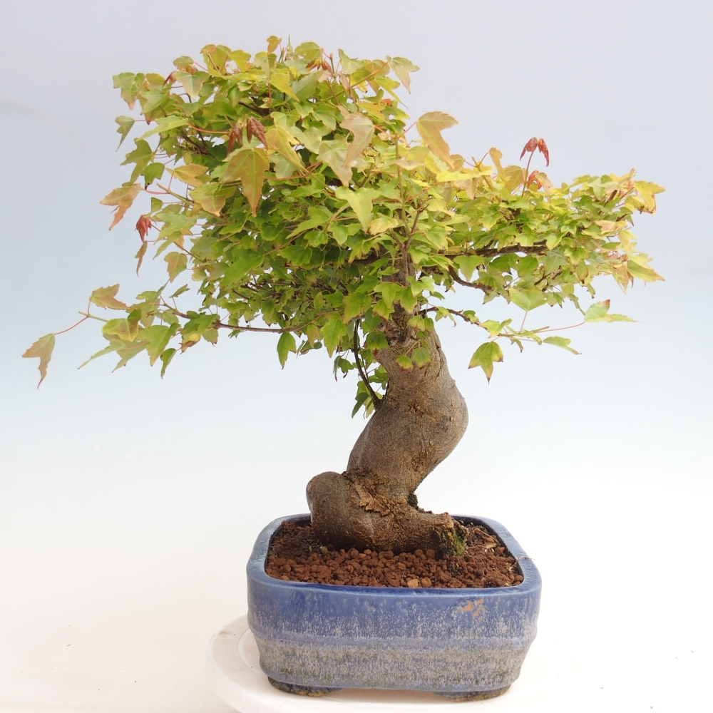 Bonsai im Freien - Ahorn Buergerianum - Burger Maple