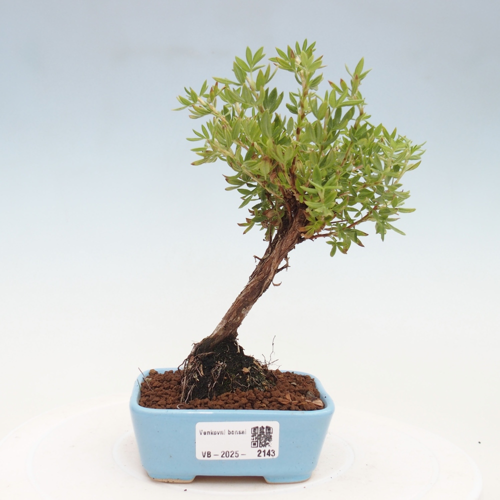 Outdoor-Bonsai-Fingerkraut - Potentila fruticosa gelber Vogel