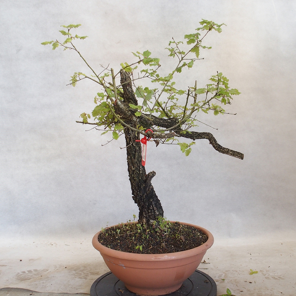 Freilandbonsai Quercus Cerris - Eiche Cer