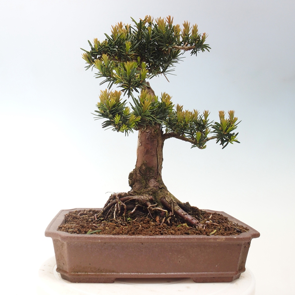 Bonsai im Freien - Taxus cuspidata - Japanische Eibe