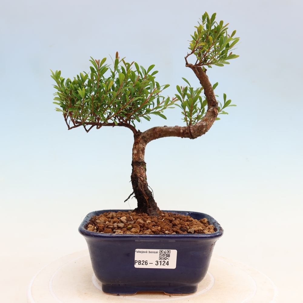 Zimmer Bonsai - Syzygium - Piment
