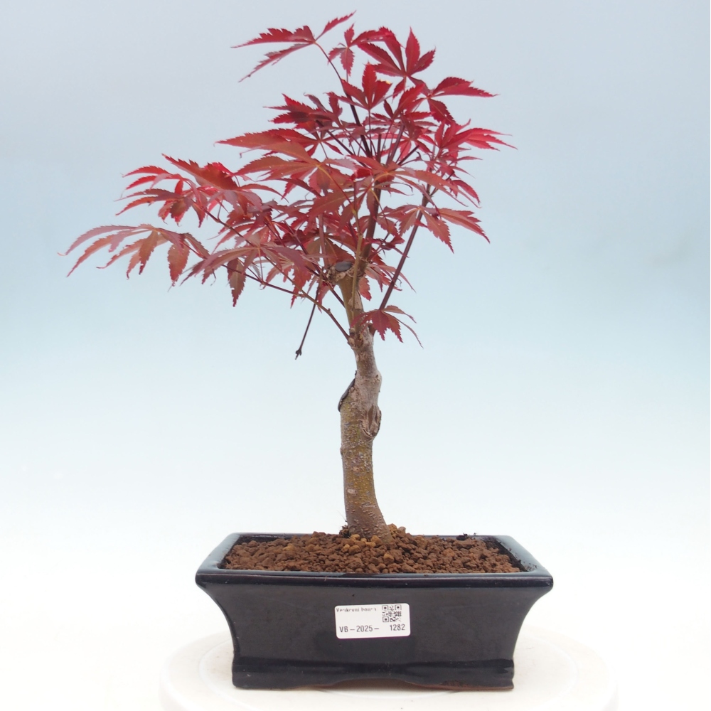 Bonsai im Freien - Acer-Palme. Atropurpureum-Palmenblatt-Ahorn