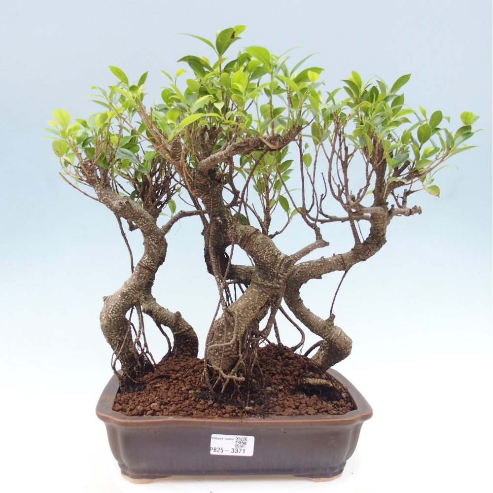 Zimmerbonsai - Ficus kimmen - Kleinblättriger Ficus
