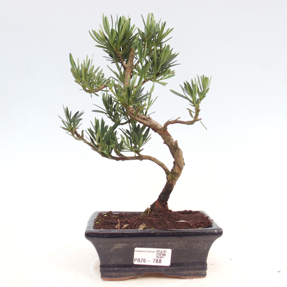 Zimmerbonsai - Podocarpus - Stein-Eibe