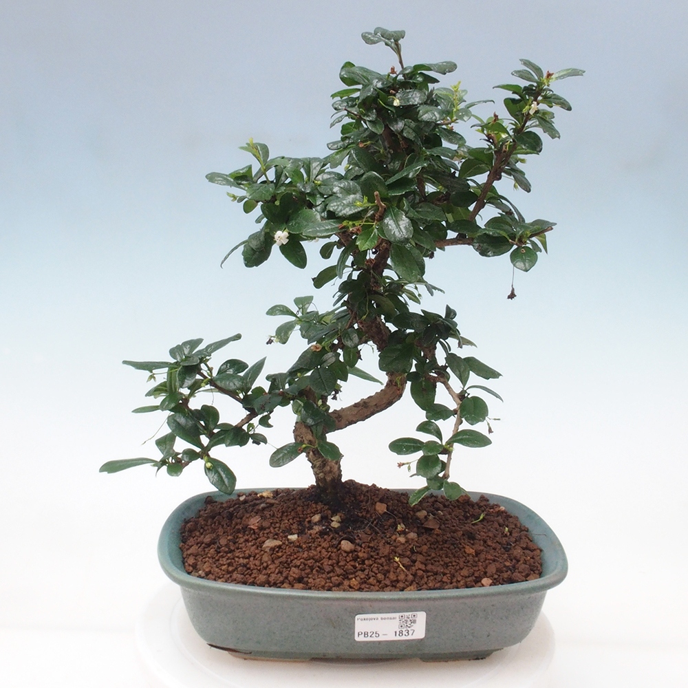 Zimmer Bonsai - Carmona macrophylla - Tea Fuki