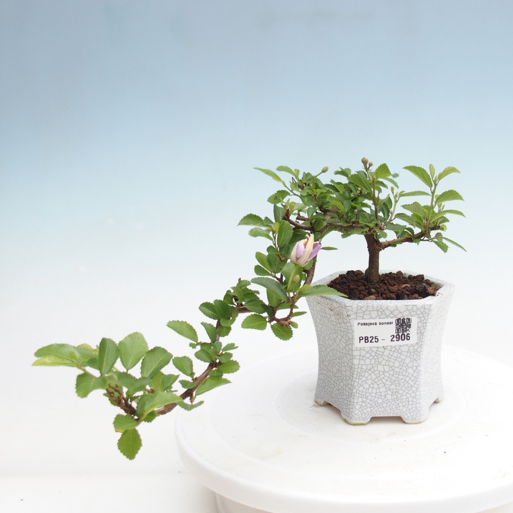 Zimmerbonsai - Grewia occidentalis - Lavendelstern