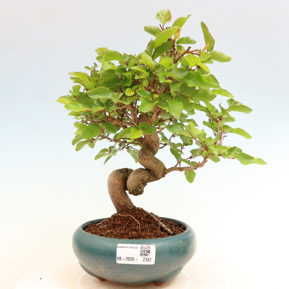 Bonsai für draußen - Karpinus Coreana - Koreanische Hainbuche