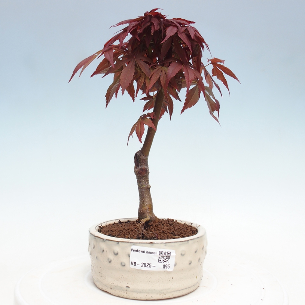 Bonsai im Freien - Acer-Palme. Atropurpureum-Palmenblatt-Ahorn