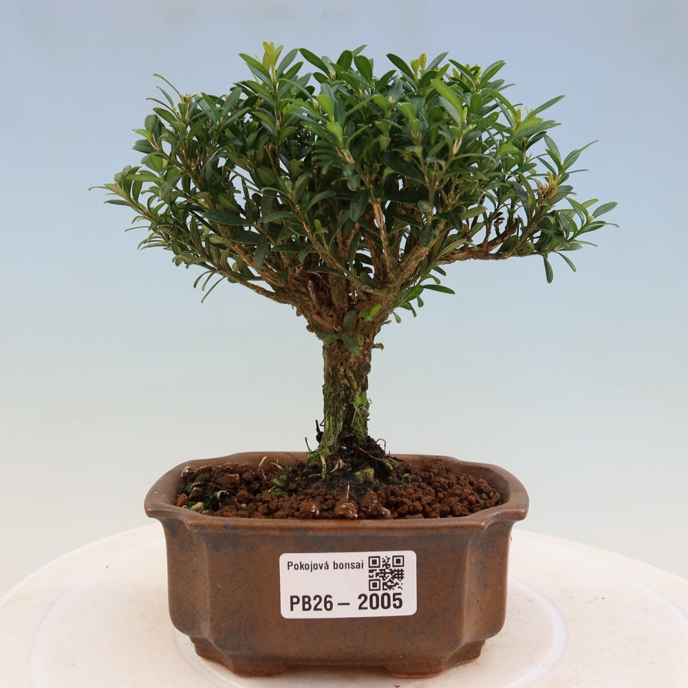Zimmer Bonsai - Buxus harlandii - Korkbuxus