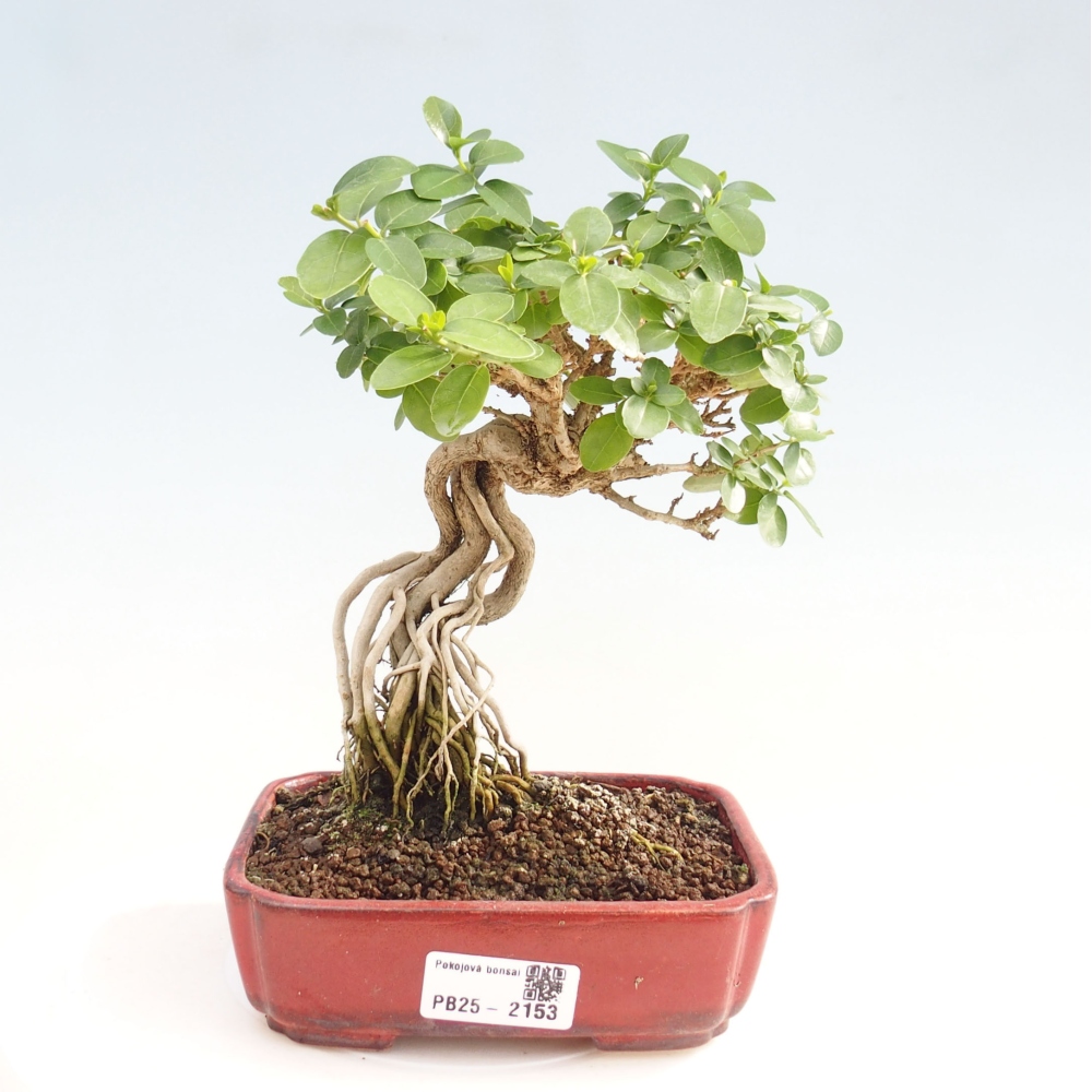 Zimmerbonsai - Premna serratifolia - Kozlovon kleinblättrig