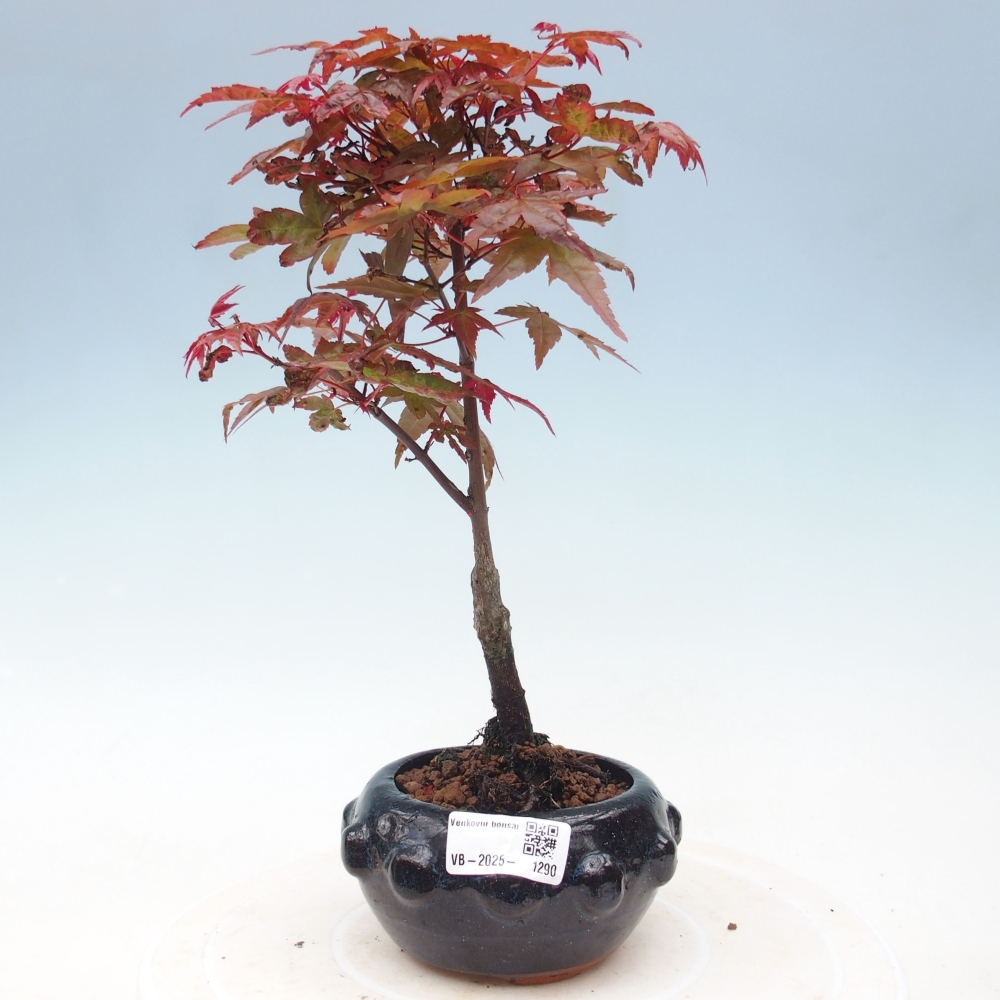Outdoor bonsai - dlanitolistý klon - Acer palmatum DESHOJO