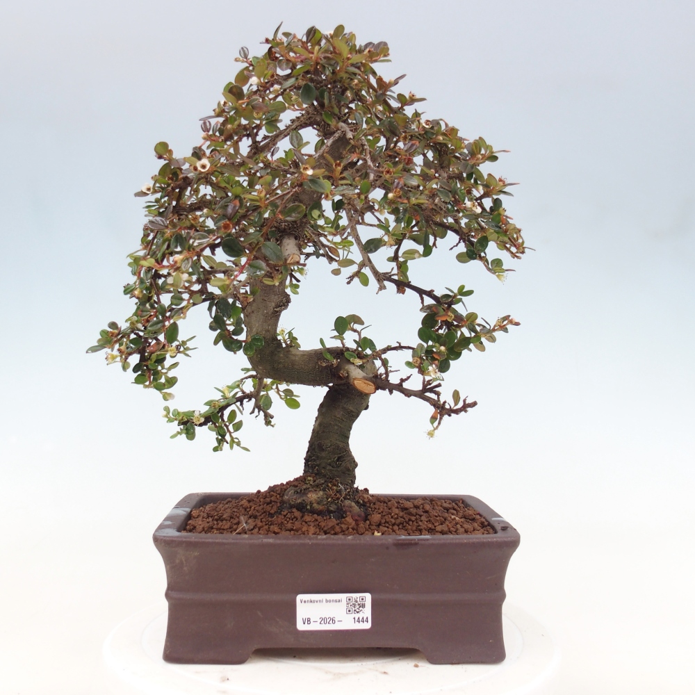 Freiland-Bonsai-Cotoneaster dammeri - Damer's Rock