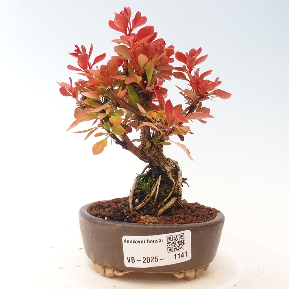 Bonsai im Freien - Berberis thunbergii Kobold - Dřištál Thunberg's