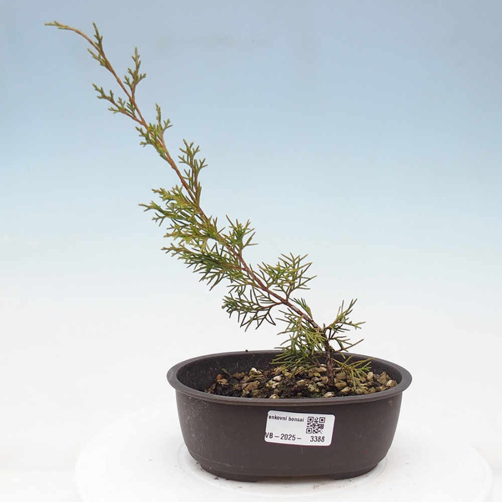 Outdoor bonsai - Juniperus chinensis Itoigawa - Chinese juniper