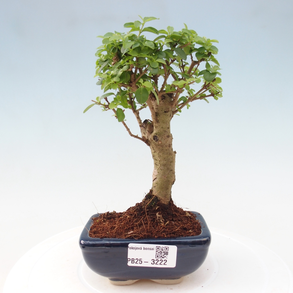 Zimmer Bonsai -Ligustrum chinensis - Vogelschnabel