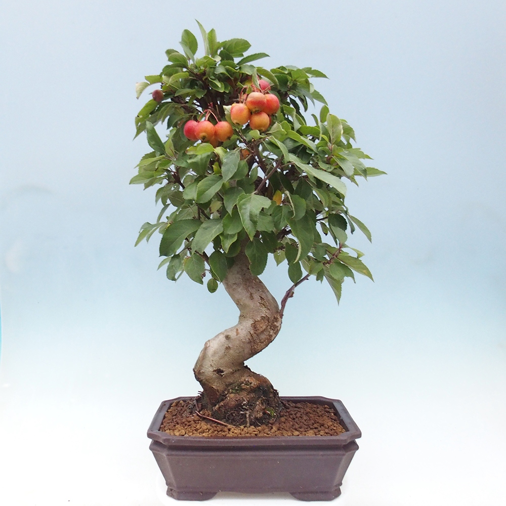 Bonsai im Freien - Malus halliana - Kleinfruchtiger Apfelbaum