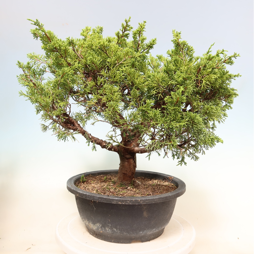 Bonsai für draußen - Juniperus chinensis Itoigawa-Juniperus chinensis