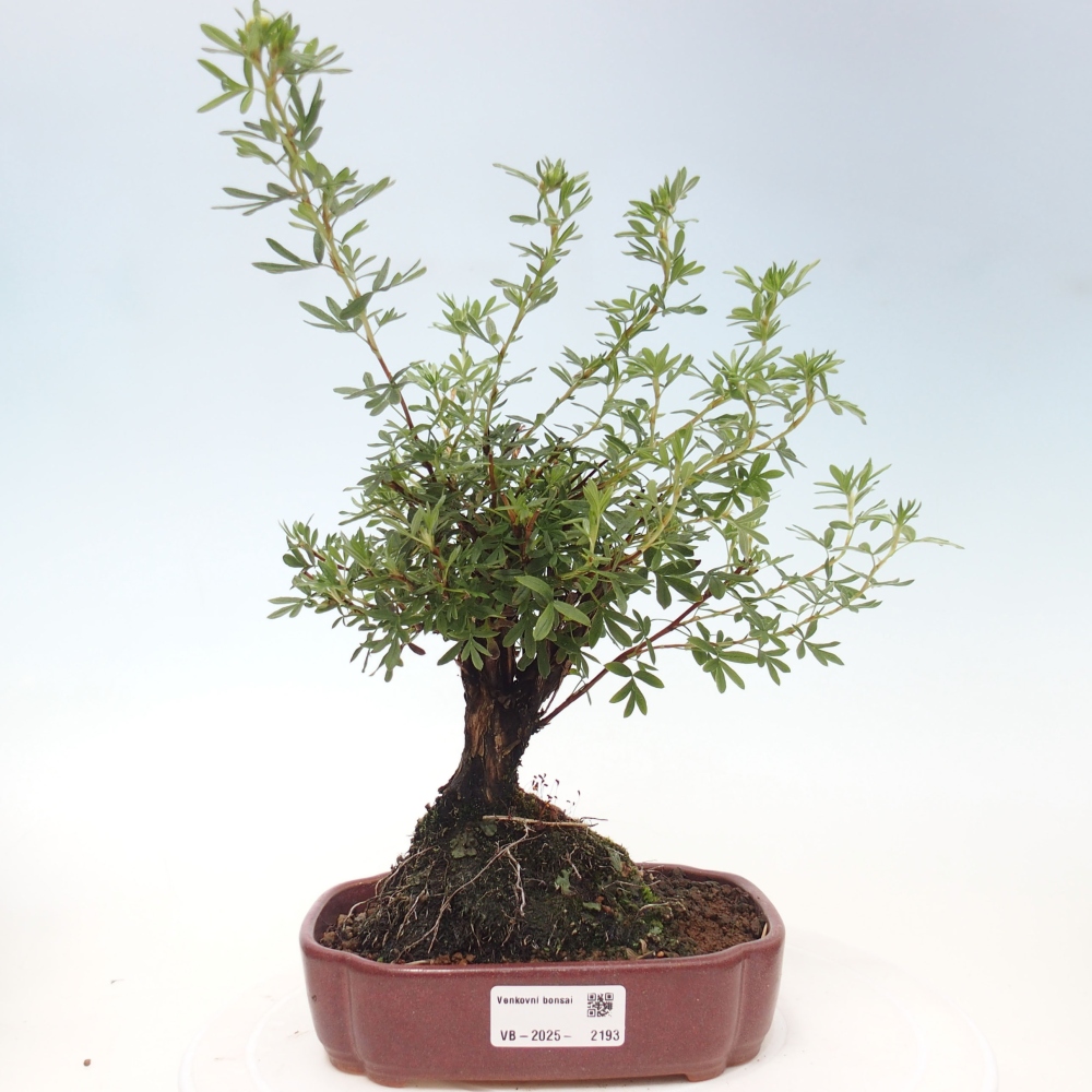 Outdoor-Bonsai-Fingerkraut - Potentila fruticosa gelber Vogel