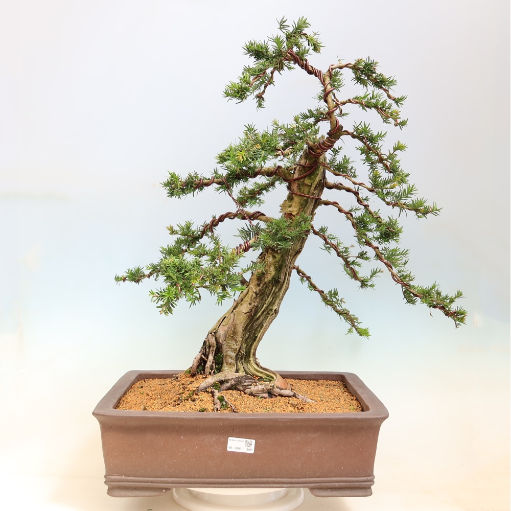 Bonsai für den Außenbereich – Taxus baccata – Rote Eibe