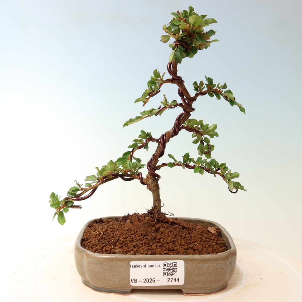 Bonsai für draußen - Cotoneaster horizontalis - Rocky Mountain