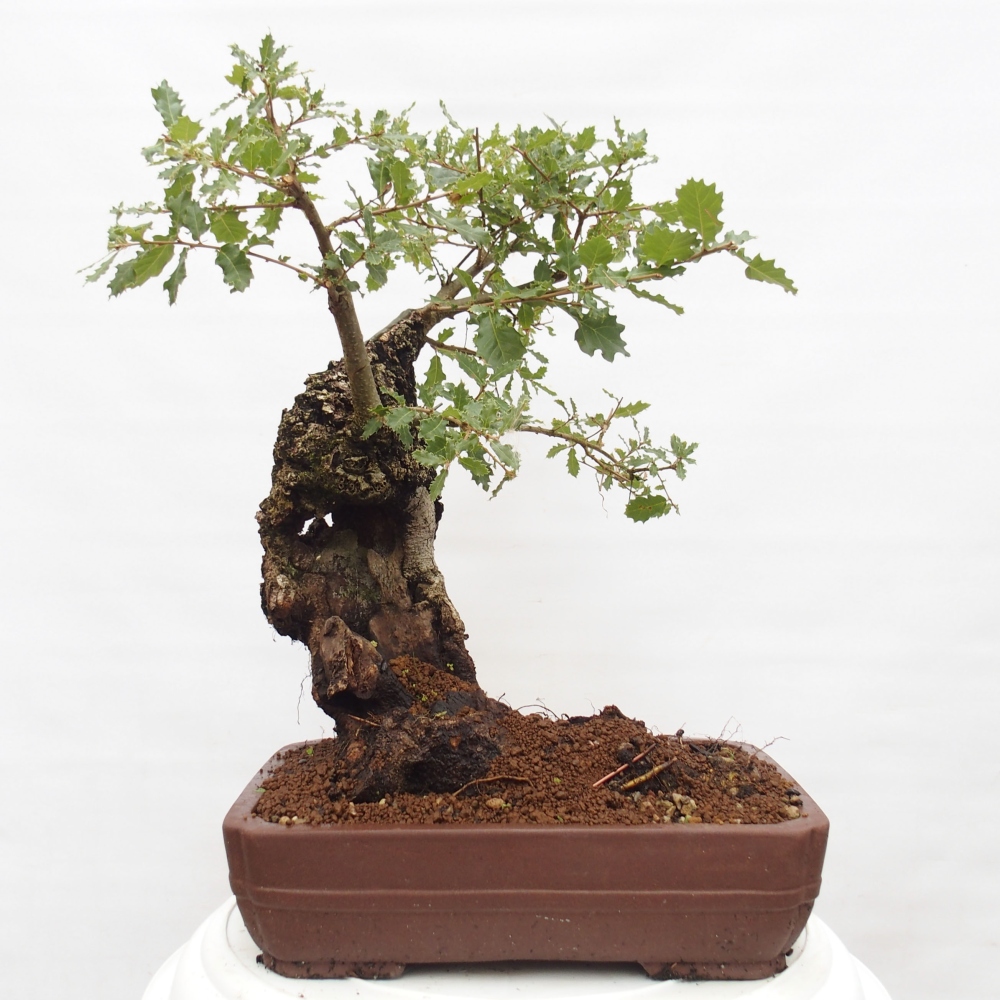 Yamadori - Quercus Ilex - Steineiche