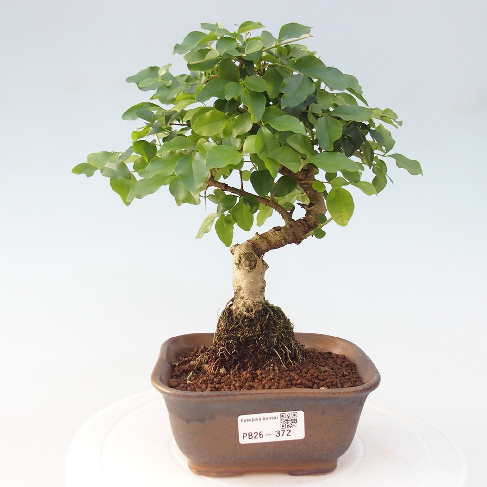 Zimmer Bonsai -Ligustrum chinensis - Vogelschnabel