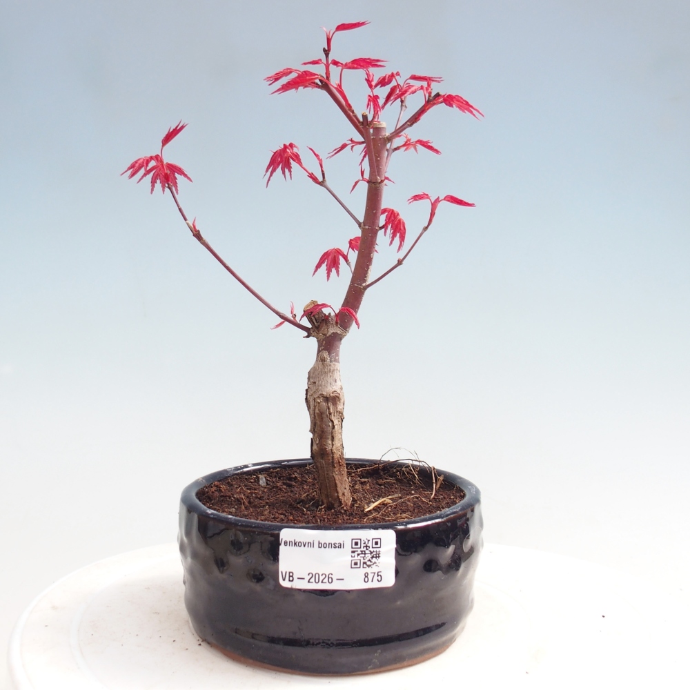 Bonsai für draußen - Acer palmatum DESHOJO